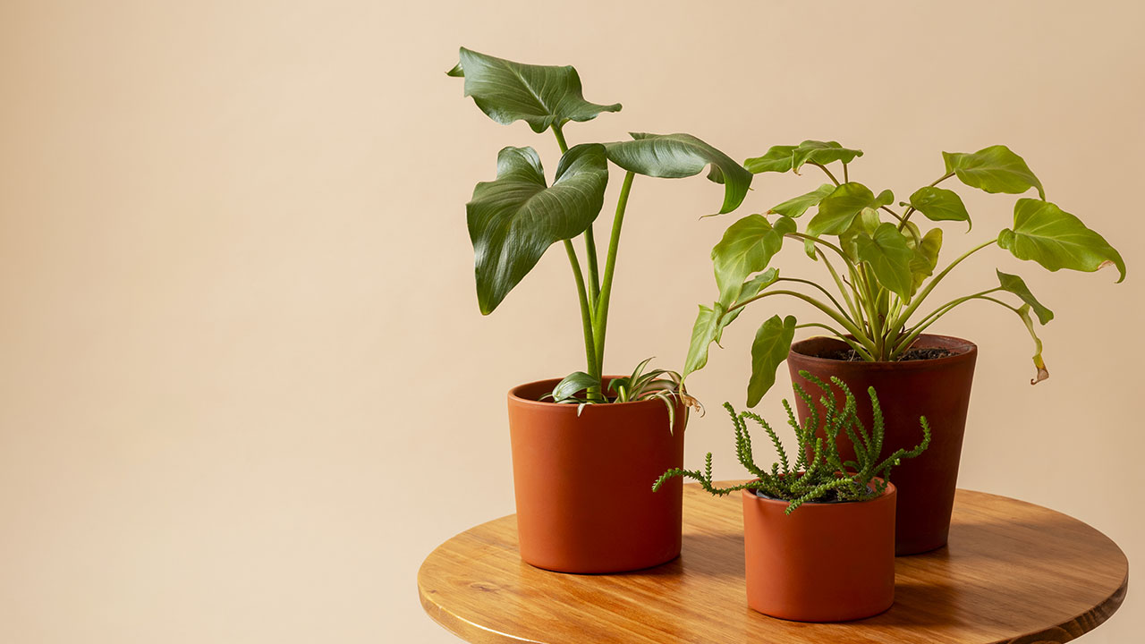 Plants and Planters